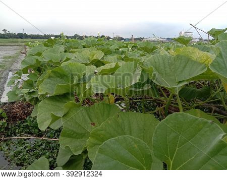 Healthy And Fresh Bottle Guard Leaf Coloseup