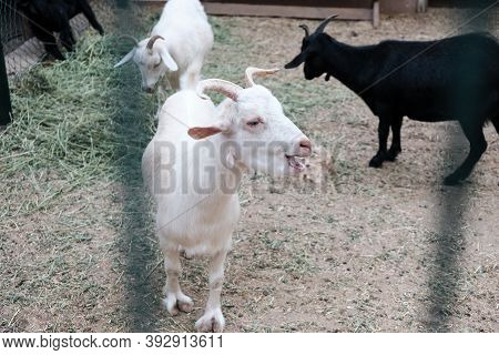 White Curious Goat Bleating Behind A Fence In A Zoo Or On A Farm. Breeding Livestock For Milk And Ch