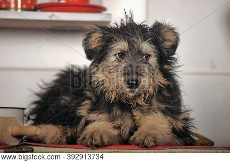 Cute Black And Brown Dog Mongrel Mestizo Terrier