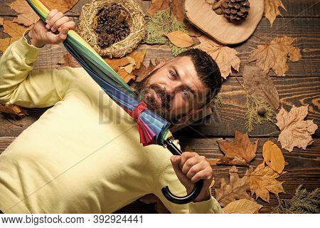 Bearded Man Among Autumn Maple Leaves. Hipster Hold Colorful Umbrella. Harvest And Fall Weather Conc