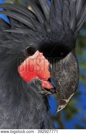 Palm Cockatoo Probosciger Aterrimus, Close-up Of Head, Australia