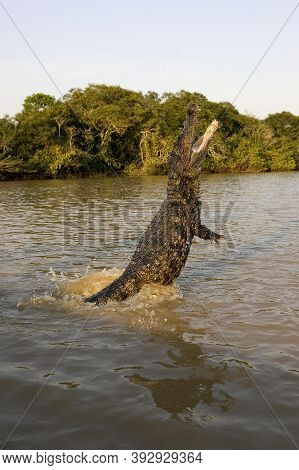 Spectacled Caiman Caiman Crocodilus, Adult Leaping Out Of Water With Open Mouth, Los Lianos In Venez