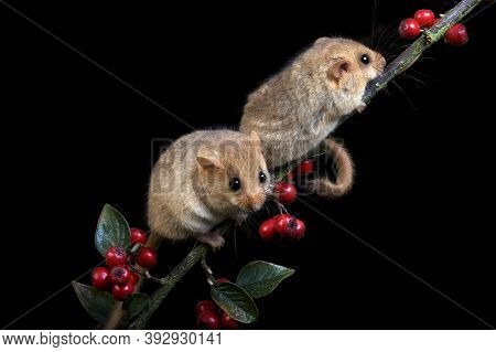 Common Dormouse Muscardinus Avellanarius, Adult Standing On Branch With Berries, Normandy In France