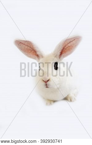 Hotot Rabbit, A Breed From Normandy In France