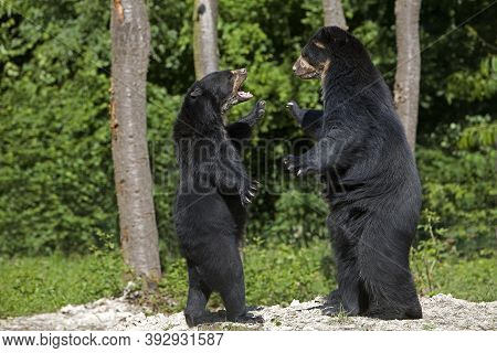 Spectacled Bear Tremarctos Ornatus, Pair Standing On Hind Legs, Threat Posture