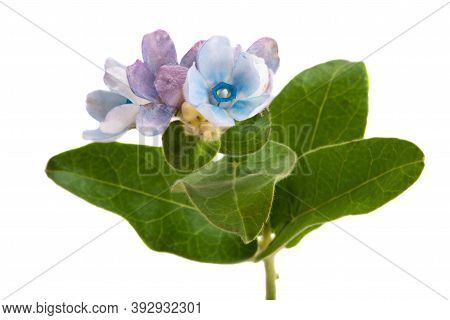 Blue Oxypetalum Flowers Isolated On White Background