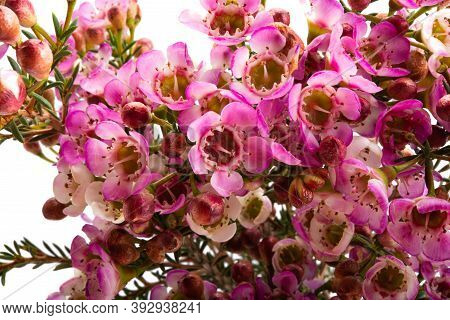 Flowers Of Wax Myrtle Isolated On White Background