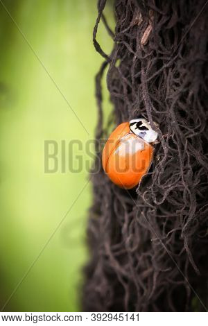 Close Up Of Ladybird With Faint Spots On A Corn Husk, Macro