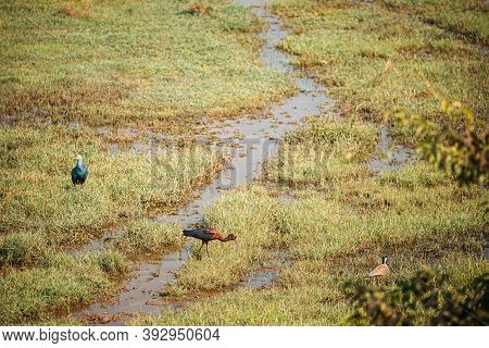 Goa, India. Grey-headed Swamphen, Glossy Ibis And Red-wattled Lapwing In Morning Looking For Food In
