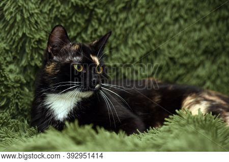 Black With Red And White Cat On A Green