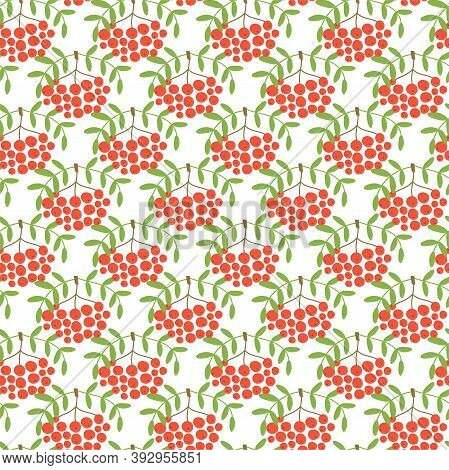 Mountain Ash. Seamless Pattern. Vector Berries. Organic Healthy Food. Fashion Print. Design Elements