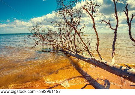 Wild Desert Beach With Fallen Dead Trees. Cape Kolka, Latvia