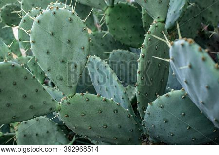 Green Cactus Prickly Pear With Big Needles Close-up. Opuntia