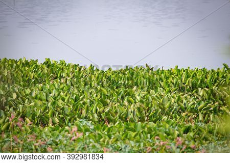 Growth Of Water Hyacinth In A Lake Near Kolar, Karnataka, India