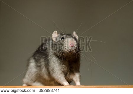 Small Fluffy Gray Rat Sits On A Table In The Rays Of The Sun, With A Large Mustache And Looks Curiou