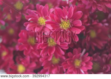 Bouquet Of Pink Chrysanthemums On A White Background