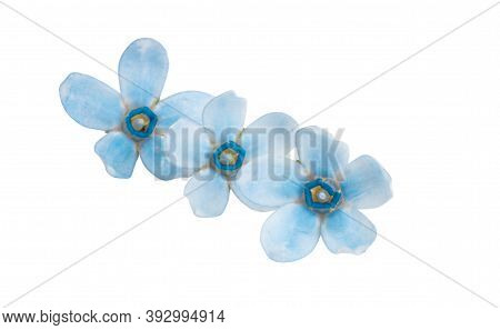 Oxypetalum Beauty Flower Isolated On White Background