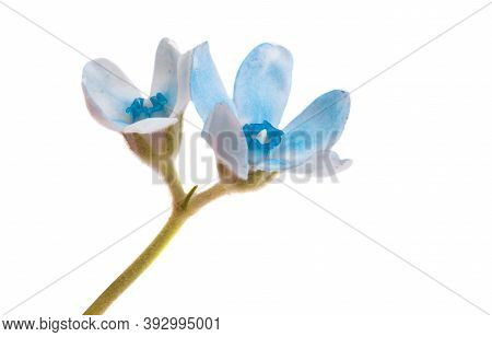 Oxypetalum Beauty Flower Isolated On White Background