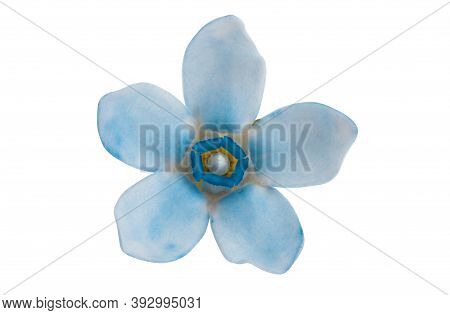 Oxypetalum Beauty Flower Isolated On White Background