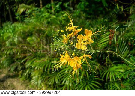 Krishnacura Or Delonix Regia Is A Tree Plant Whose Scientific Name Is Delonix Regia