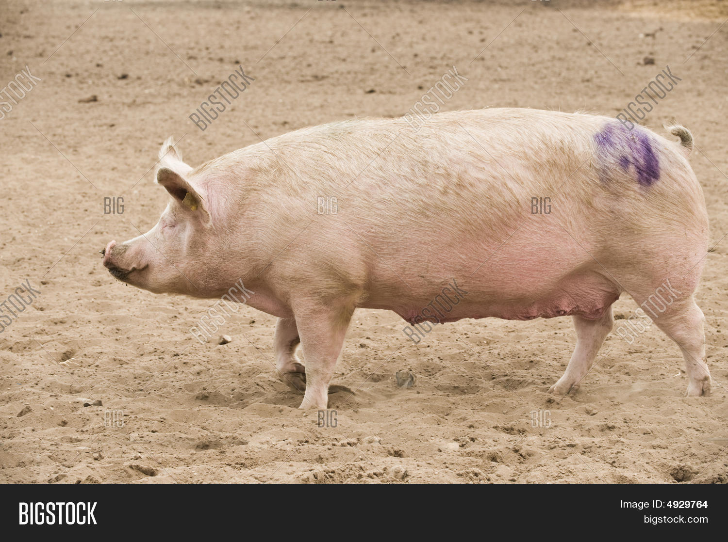 Large White Pig Image & Photo (Free Trial) Bigstock