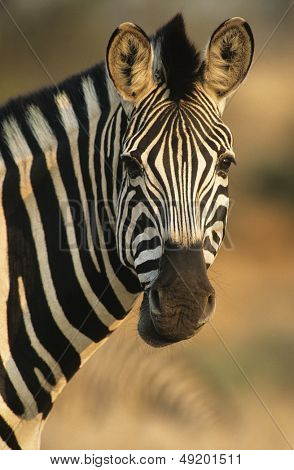 Plains Zebra (Equus Burchelli) close-up