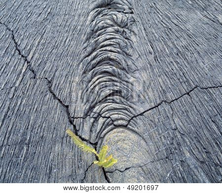 Planten vokser i rock