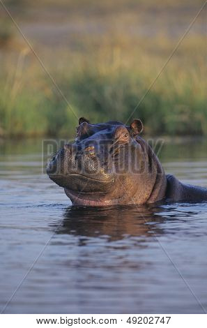 滝壺で入浴カバ （カバ ・ アンフィビウス ＞)