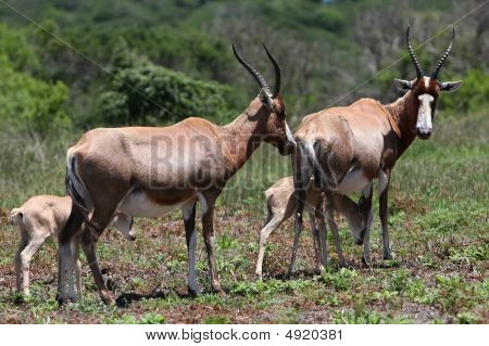 Antilope bontebok madri e neonati