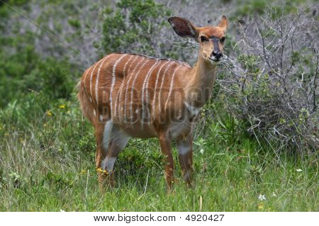 Ewe antilope Nyala
