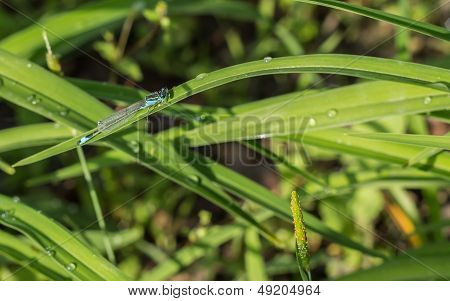 Dragonflies (damselflies)