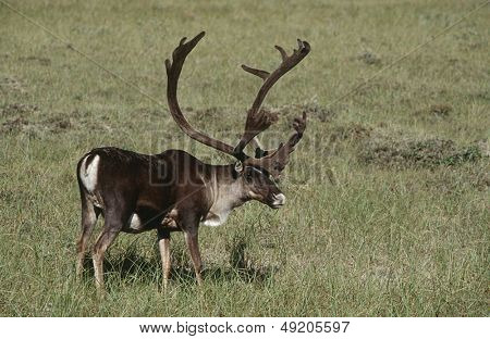 Pie de caribú de Alaska de Estados Unidos en el campo