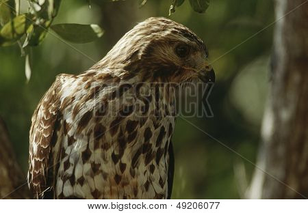 Næroptagelse af Merlin (Falco columbarius)