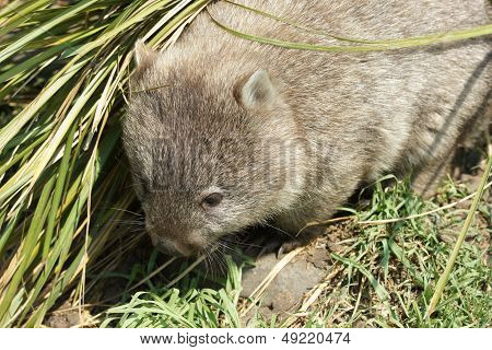 Wombat, Tasmania, Australia