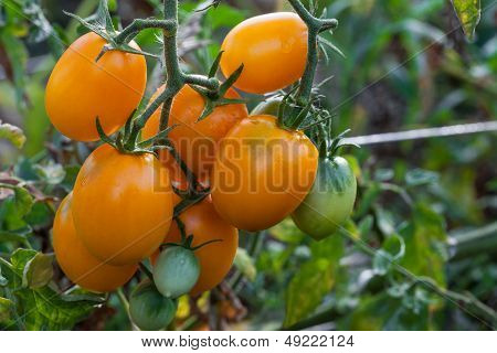 Orange Tomatoes Growing On Branch