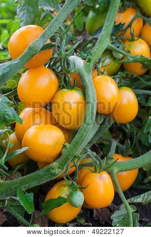 Orange Tomatoes Growing On Branch
