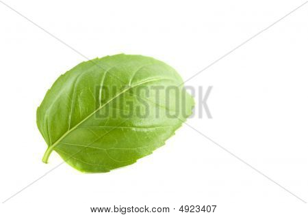 Базилик лист