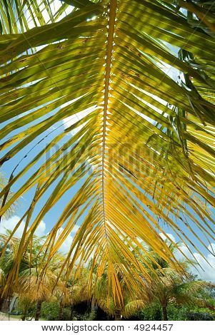 Palme