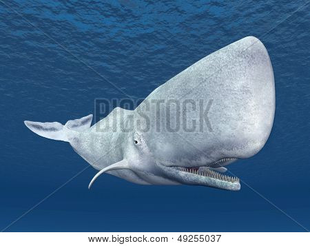 Sperm Whale