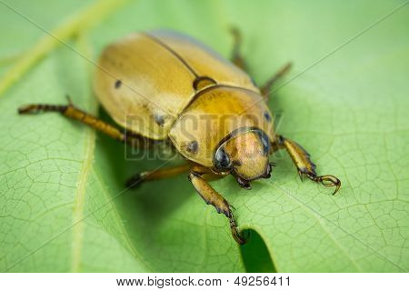 Grapevine Beetle Closeup