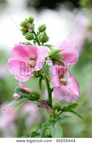 Pink flowers look fresh after the rain