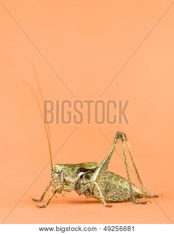 Long Horned Grasshopper Close Up