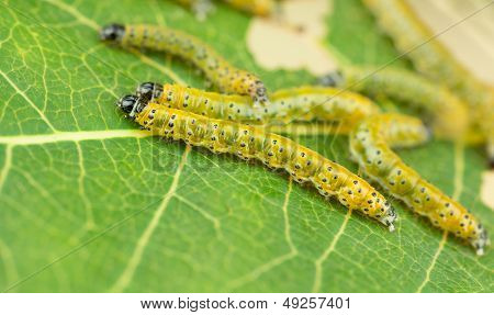 Sawfly Larva Close Up