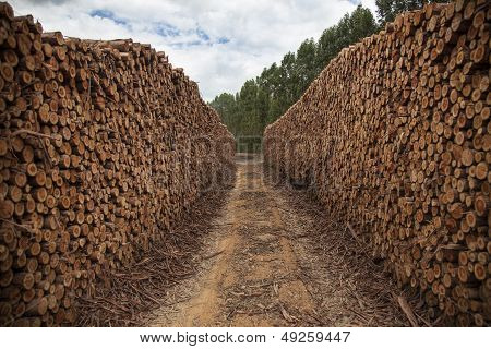 Stacked Logs