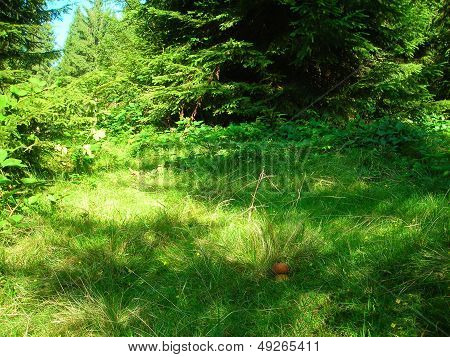 forest in Carpathians of Ukraine