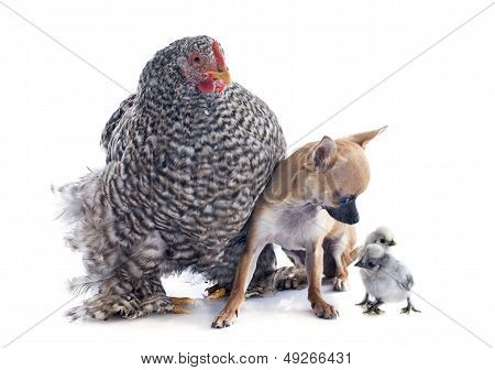 Orpington Chicken And Chihuahua