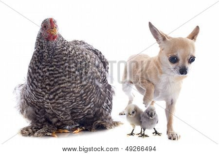 Orpington Chicken And Chihuahua