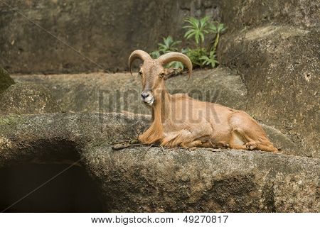 Barbary Sheep