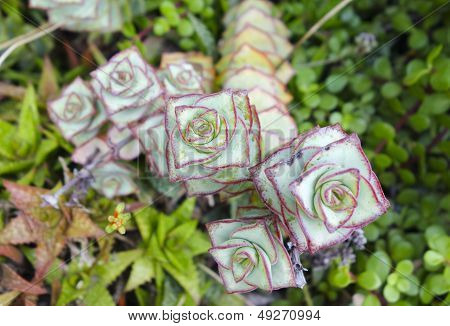 Crassula Perforata
