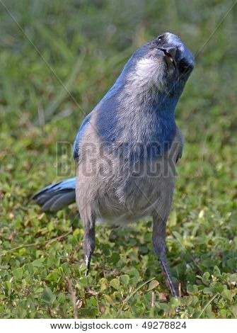 Scrub Jay Questions
